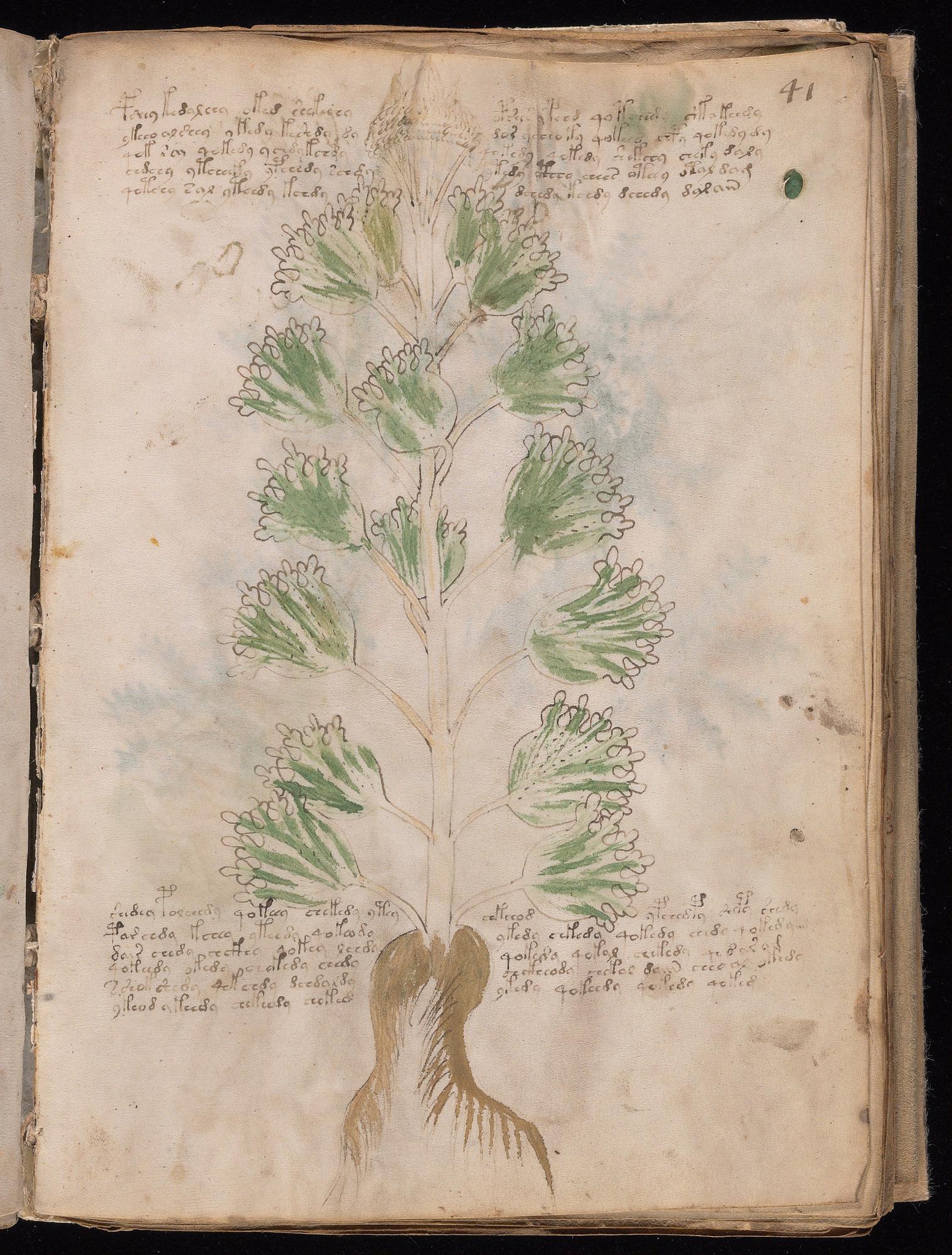 Voynich Manuscript folio f41r — Beinecke MS 408